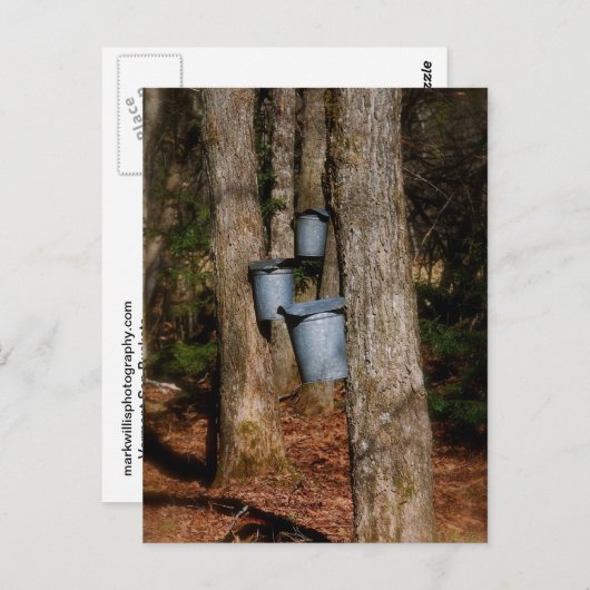 Sap Buckets Briefkaart (Voorkant / Achterkant)