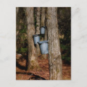 Sap Buckets Briefkaart (Voorkant)