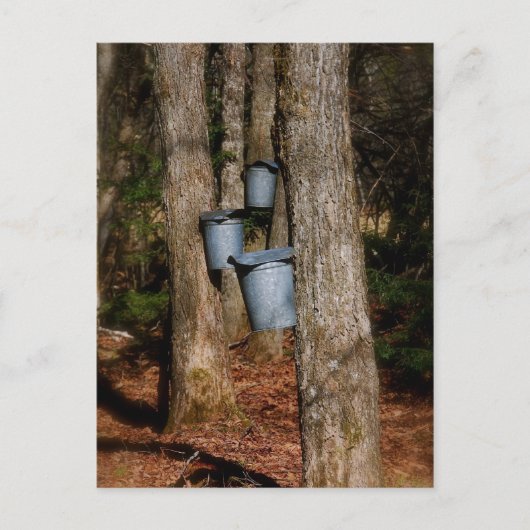 Sap Buckets Briefkaart (Voorkant)