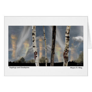 Saplings en wolkenspinnen