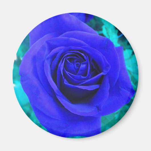 Sapphire Blue Roos magnet (Voorkant)