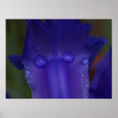 Sapphire Iris Poster | Botanische Macro Kunst (Voorkant)