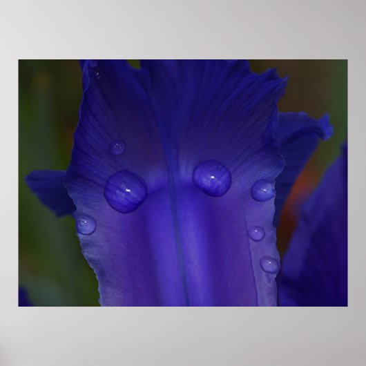 Sapphire Iris Poster | Botanische Macro Kunst (Voorkant)