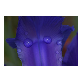 Sapphire Serenity  Foto Afdruk