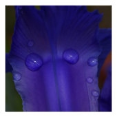 Sapphire Serenity Perfect Poster (Voorkant)