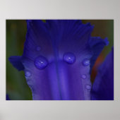 Sapphire Serenity  Poster (Voorkant)