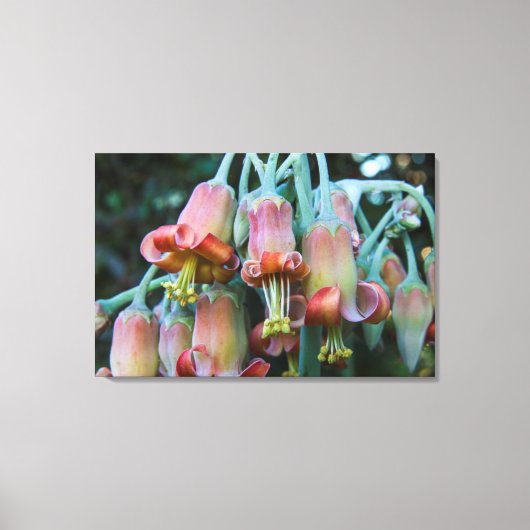 Sappige Echeveria-bloesems Canvas Afdruk (Voorkant)