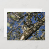 Sapsucker-Briefkaart Briefkaart (Voorkant / Achterkant)