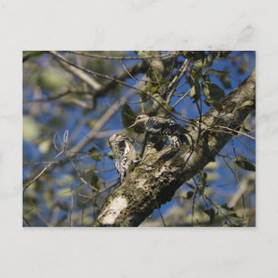 Sapsucker-Briefkaart Briefkaart