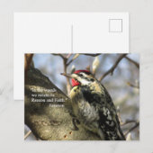 Sapsucker Post Card Briefkaart (Voorkant / Achterkant)