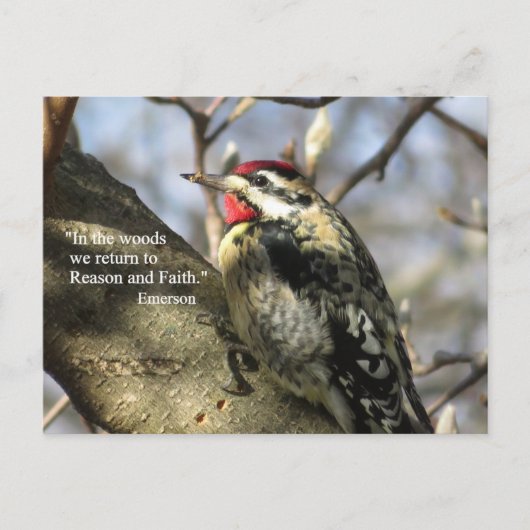 Sapsucker Post Card Briefkaart (Voorkant)