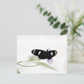 Sara Briefkaart (Staand voorkant)