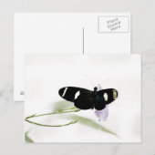 Sara Briefkaart (Voorkant / Achterkant)