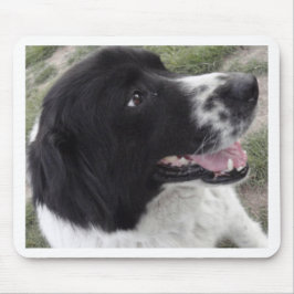 Sara Bulgaria Shepherd Dog Muismat