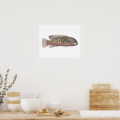 Sarabia cichlid poster (Keuken)
