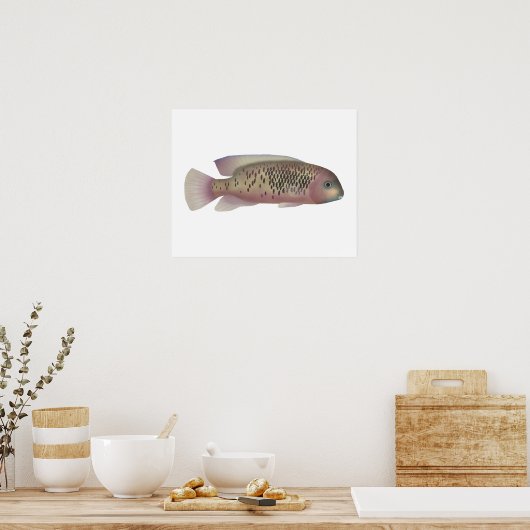 Sarabia cichlid poster (Keuken)
