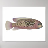 Sarabia cichlid poster (Voorkant)
