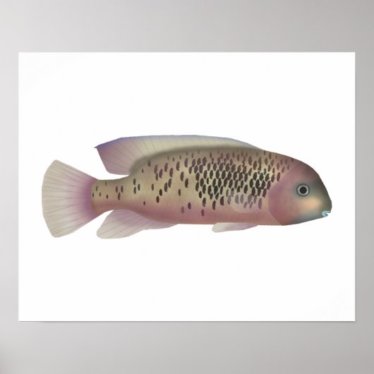 Sarabia cichlid poster (Voorkant)