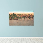 Sarasota, Florida - Camels bij Ringling Bros Canvas Afdruk (Insitu (Houten vloer))