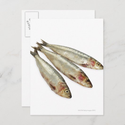 Sardines (loods) briefkaart (Voorkant / Achterkant)