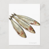 Sardines (loods) briefkaart (Voorkant)