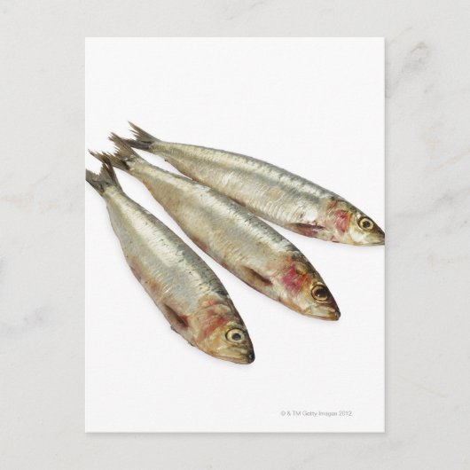 Sardines (loods) briefkaart (Voorkant)