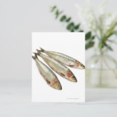 Sardines (loods) briefkaart (Staand voorkant)