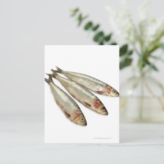 Sardines (loods) briefkaart (Staand voorkant)