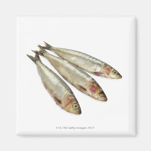 Sardines (loods) magneet