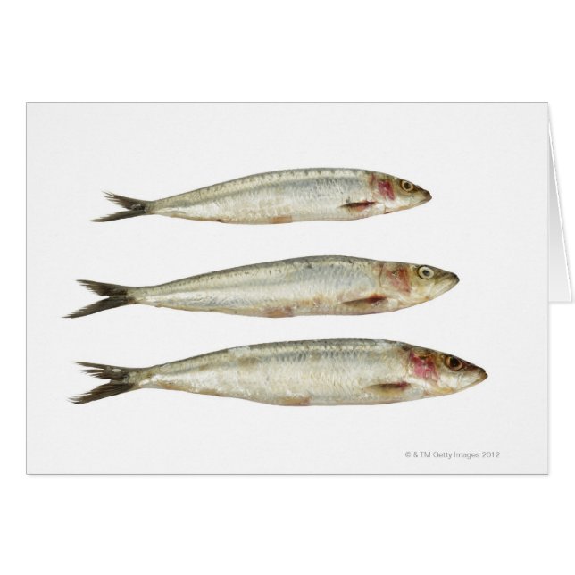 Sardines (Pilchards) 2 (Voorkant Horizontaal)