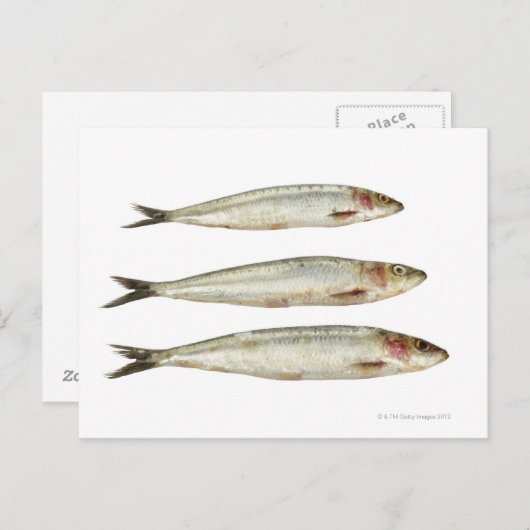 Sardines (Pilchards) 2 Briefkaart (Voorkant / Achterkant)
