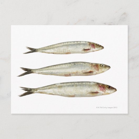 Sardines (Pilchards) 2 Briefkaart (Voorkant)
