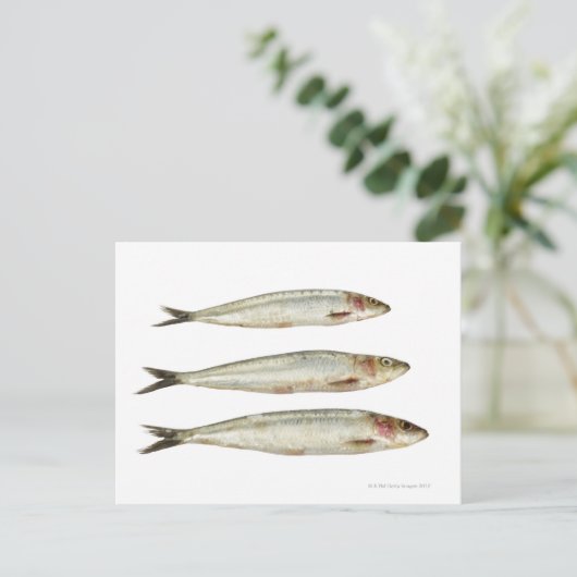 Sardines (Pilchards) 2 Briefkaart (Staand voorkant)