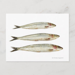 Sardines (Pilchards) 2 Briefkaart