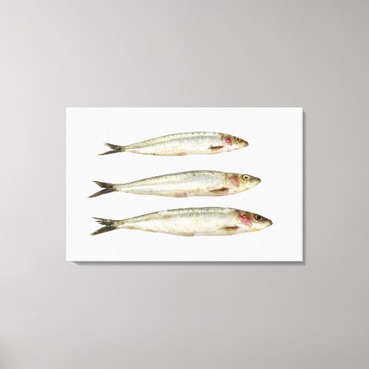 Sardines (Pilchards) 2 Canvas Afdruk (Voorkant)