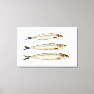 Sardines (Pilchards) 2 Canvas Afdruk