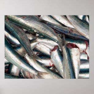 sardines, vers poster