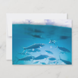 Sardines zwemmen in helder blauw water briefkaart