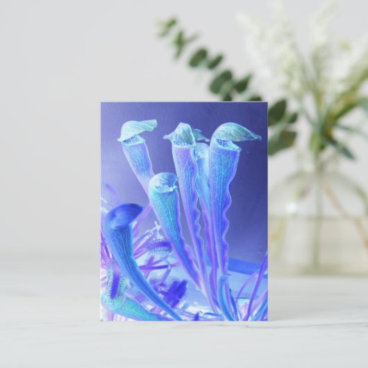 sarracenia blues briefkaart (Staand voorkant)