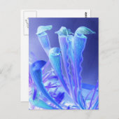 sarracenia blues briefkaart (Voorkant / Achterkant)
