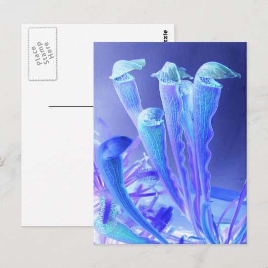sarracenia blues briefkaart (Voorkant / Achterkant)