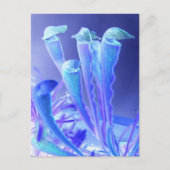 sarracenia blues briefkaart (Voorkant)