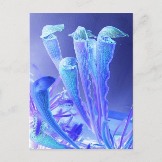 sarracenia blues briefkaart (Voorkant)