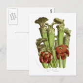 Sarracenia drummundi briefkaart (Voorkant / Achterkant)