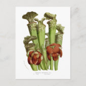 Sarracenia drummundi briefkaart (Voorkant)