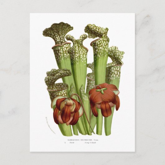 Sarracenia drummundi briefkaart (Voorkant)