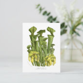 Sarracenia flava briefkaart (Staand voorkant)