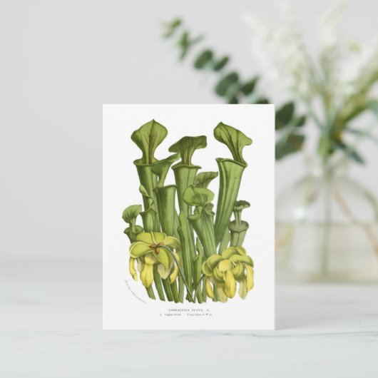 Sarracenia flava briefkaart (Staand voorkant)