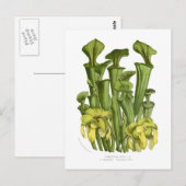 Sarracenia flava briefkaart (Voorkant / Achterkant)
