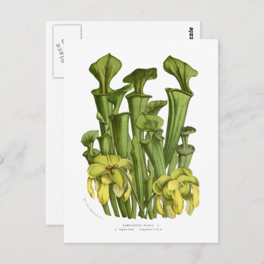 Sarracenia flava briefkaart (Voorkant / Achterkant)